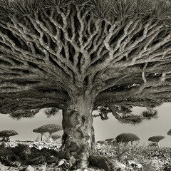 Psilocybin Moon Forrest