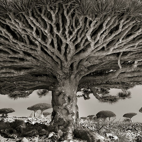 Psilocybin Moon Forrest