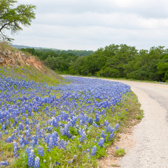 The Texas Bluebell Blues - featuring Tom Adams (Weekend Open Collab)