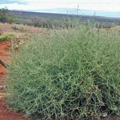 Green Tumbleweeds