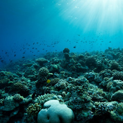 My Undersea World  2