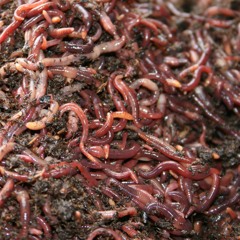 People Die And Then Worms Eat Them