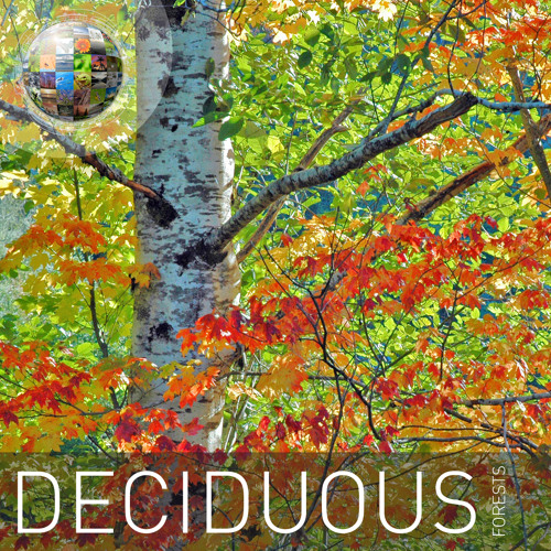 Deciduous Forests Demo