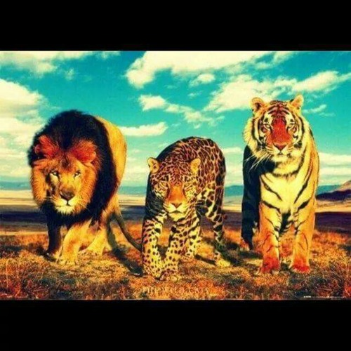 Sakodie - halleluyah