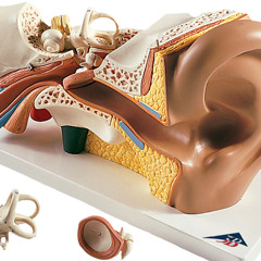 Aural Sex