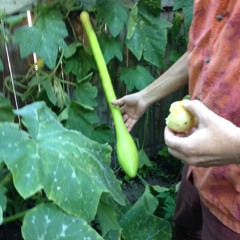 How We Chicken (Funk Logic)