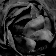 'XXXIII'