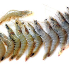 Jah Rastafari +50 mix Vol.2