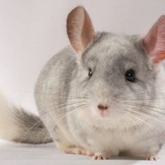 Act Ratchet - Mackenson