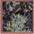 Artwork for SEA_WEED
