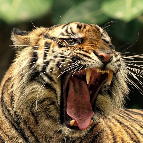 Kendang Penca - Padungdung Kendor Entog Mulang