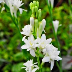 Hoa trắng dâng mẹ (Thái Nguyên - Thi Thơ)
