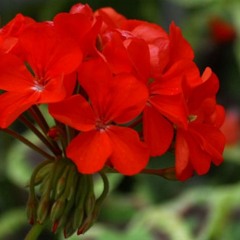 Hoa đỏ dâng Mẹ (Thái Nguyên - Mai Thiên Vân)