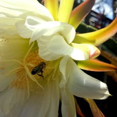 A journey into the mind of a...