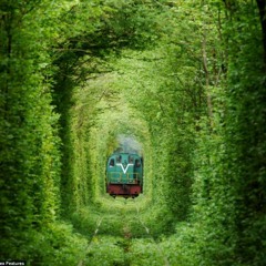 葉っぱトンネル(2014.3) 25歳、初作品