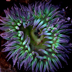 Feedbands Pancakes and Jam I: Lilac