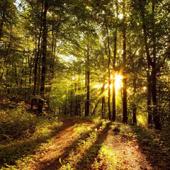 Sun In The Forest - Risha Manis