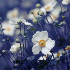 Maya Mero Maya - Full Circle (Cover)