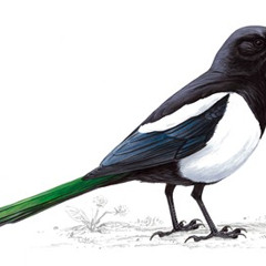 Magpie