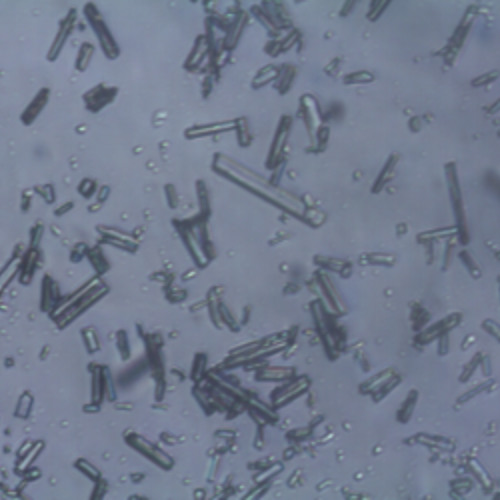 AM Devil( Plan Net )V1