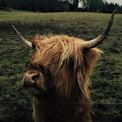 A Slower Pace Of Life