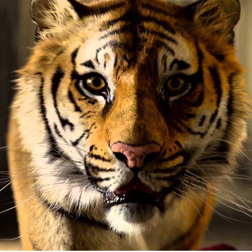 Thomas Adam Habuda- Question Of Purpose (feat. Mikolt Gyuricza )