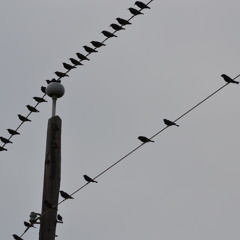 EvanSound03Demon'sTrap