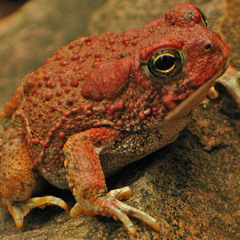 Frogs Stopped Paying For Phone Service