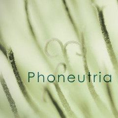 Phoneutria