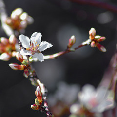 Swinging In the Spring Mix