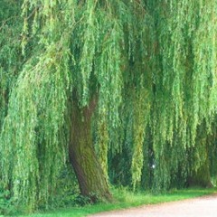 Weeping Willow - Scott Joplin