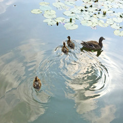 At The Pond Final (2012 12 01) 2