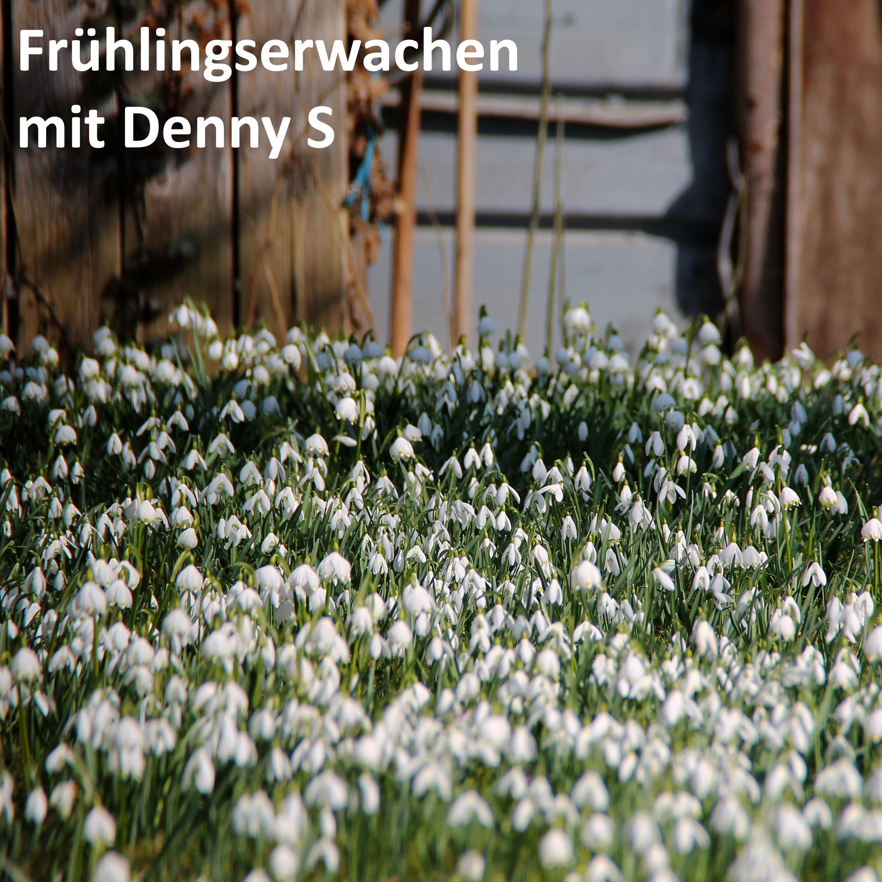 Denny S