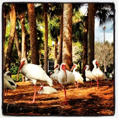 The Beatles - While My Guitar Gently