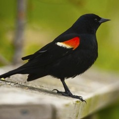 Funked Up Fridays #3