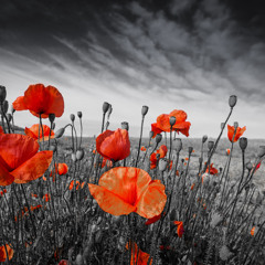 The Soul of the Anzac