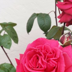 Tonight (practice session)