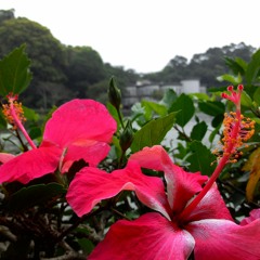 Payphone versi slow... (YEAH) :D