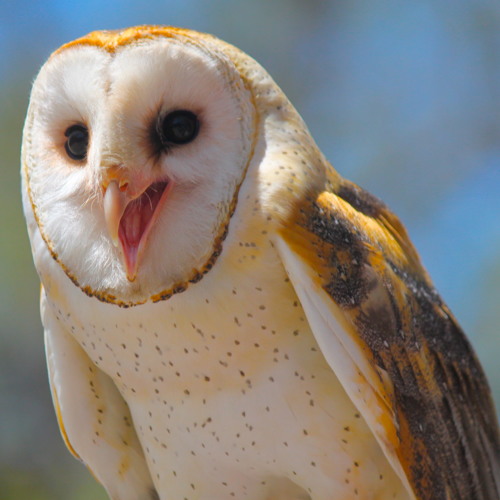Podquisition Episode 22 Two Monkeys Shagging A Barn Owl By