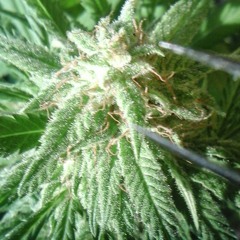 All I need (one mo drank) tha remake at #tharemake #juicyj #allineed