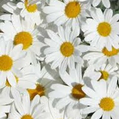 Little Talks // Of Monsters and Men