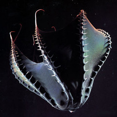 Vampire Squid (headphones recommended)