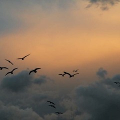 noise sweet noise magenta