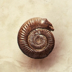 Braeden Bailey - Crosses