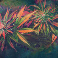 Radio Base   Every Day