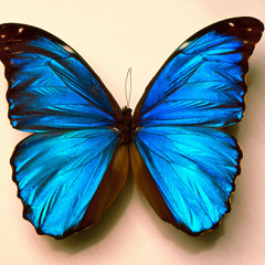 Girl With The Butterfly Tattoo