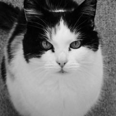 Purr