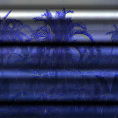 jungle cult