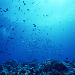 Oceans