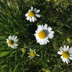 Black Coffee (by All Saints) cover